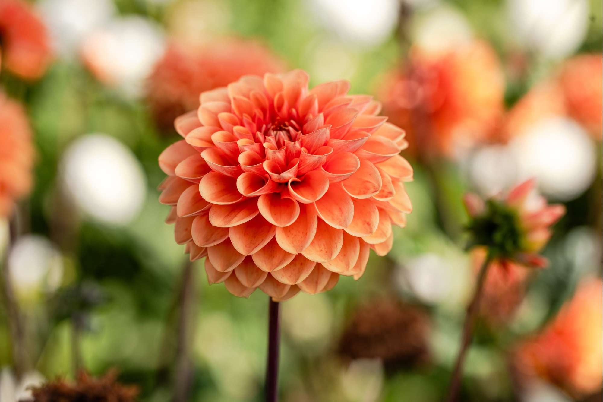 Dahlia 'Sylvia'
